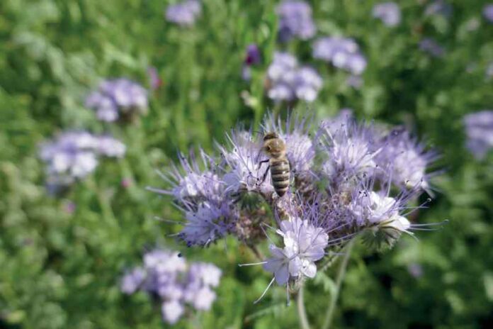 Phacelia; Naturland / Walter Zwingel, Nutzungsrechte vorhanden